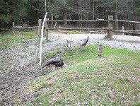 Wild Turkeys