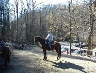 Well Experienced Horses