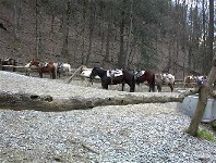 Horses are Ready to Ride