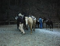 Horses Line Up