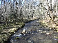 Smoky Mountain Stream