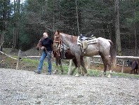 Guided Horseback riding